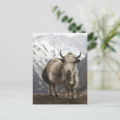Yak in Nepal Postkarte (Stehend Vorderseite)