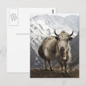 Yak in Nepal Postkarte (Vorne/Hinten)