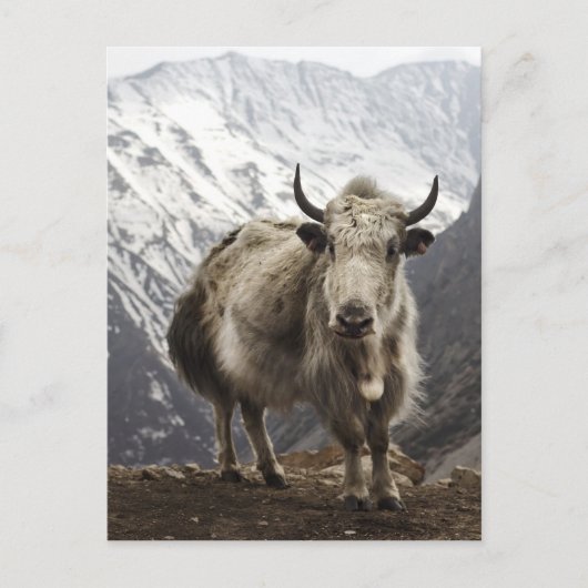 Yak in Nepal Postkarte (Vorderseite)