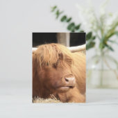 Yak Postcard Postkarte (Stehend Vorderseite)