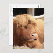 Yak Postcard Postkarte (Vorne/Hinten)