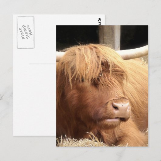 Yak Postcard Postkarte (Vorne/Hinten)