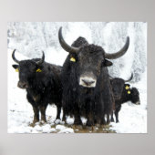 Yak Poster (Vorne)
