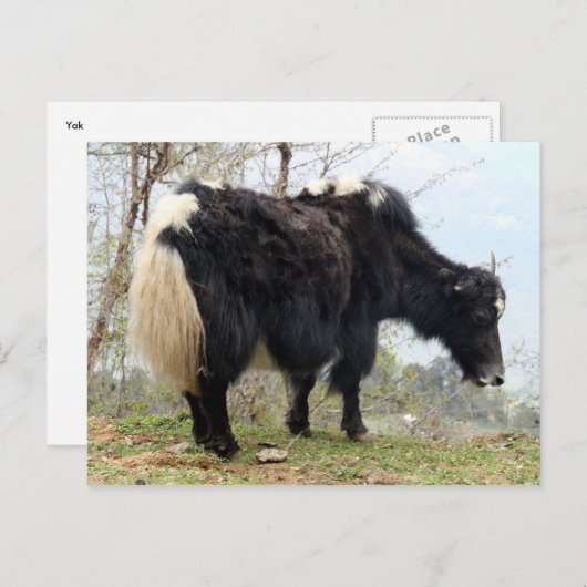 Yak Postkarte (Vorne/Hinten)