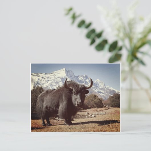 Yak Postkarte (Stehend Vorderseite)