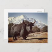 Yak Postkarte (Vorne/Hinten)