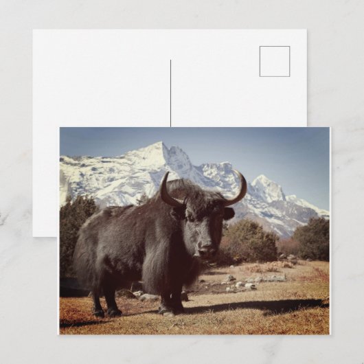 Yak Postkarte (Vorne/Hinten)