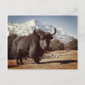 Yak Postkarte (Vorderseite)