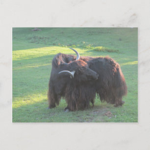 Yak Postkarte