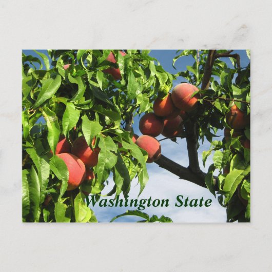 Yakima Valley Peaches, Washington Staat. Postkarte (Vorderseite)