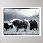 Yaks - Der Himalaya Poster (Vorne)