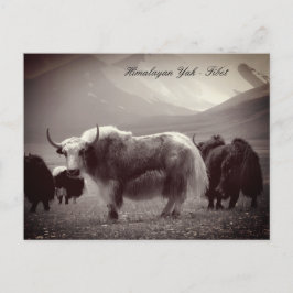 Yaks, Himalaya, Berge Ladakh/Tibet Yak Postkarte