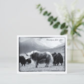 Yaks, Himalayas, Gebirgsnomaden Ladakh /Yak Tibet Postkarte (Stehend Vorderseite)