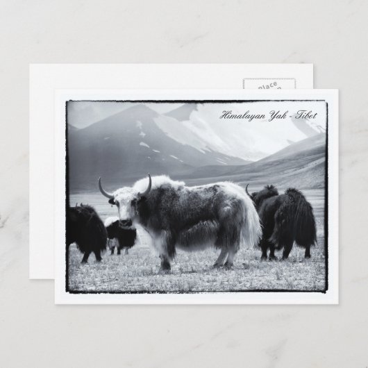 Yaks, Himalayas, Gebirgsnomaden Ladakh /Yak Tibet Postkarte (Vorne/Hinten)