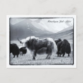 Yaks, Himalayas, Gebirgsnomaden Ladakh /Yak Tibet Postkarte (Vorderseite)