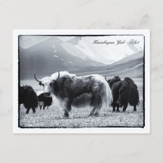 Yaks, Himalayas, Gebirgsnomaden Ladakh /Yak Tibet Postkarte (Vorderseite)