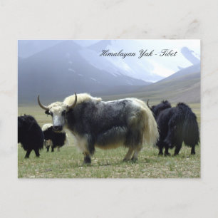 Yaks, Himalayas, Gebirgsnomaden Ladakh /Yak Tibet Postkarte