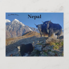 Yaks in Nepal Postkarte