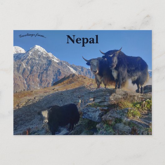Yaks in Nepal Postkarte (Vorderseite)