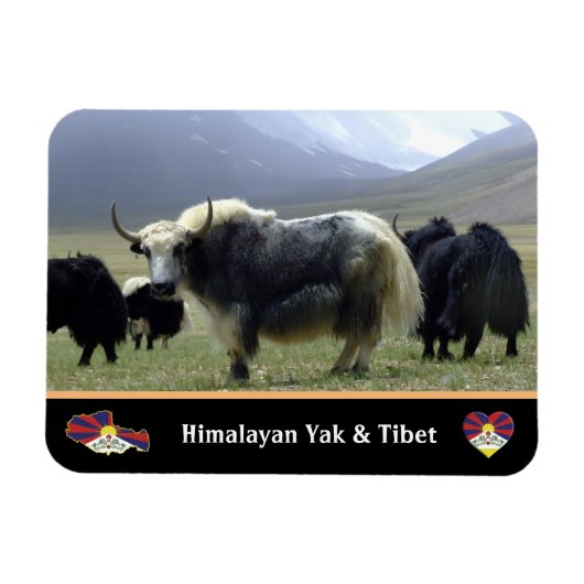 Yaks, Nomaden aus dem Himalaya - Tibet / Ladakh Ya Magnet (Horizontal)