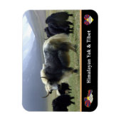 Yaks, Nomaden aus dem Himalaya - Tibet / Ladakh Ya Magnet (Vertikal)