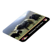 Yaks, Nomaden aus dem Himalaya - Tibet / Ladakh Ya Magnet (Linke Seite)