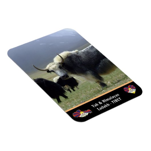 Yaks, Nomaden im Himalaya - Tibet /Ladakh Magnet (Rechte Seite)