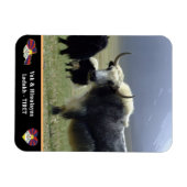 Yaks, Nomaden im Himalaya - Tibet /Ladakh Magnet (Horizontal)
