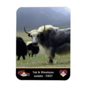 Yaks, Nomaden im Himalaya - Tibet /Ladakh Magnet (Vertikal)