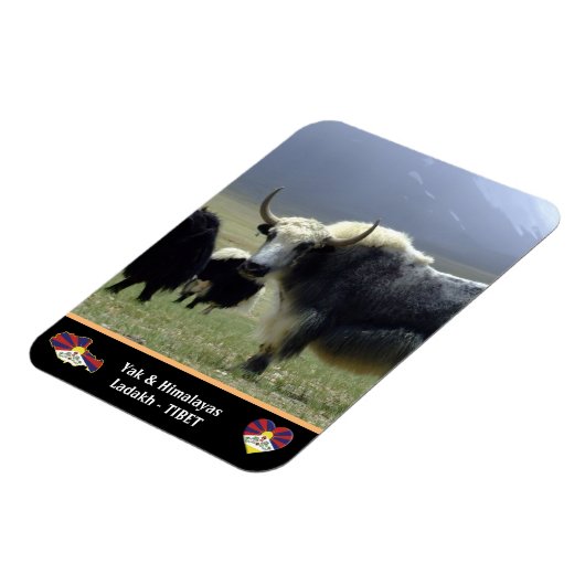 Yaks, Nomaden im Himalaya - Tibet /Ladakh Magnet (Linke Seite)