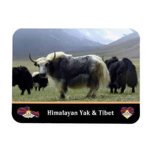 Yaks, Nomads of Himalayas - Tibet / Ladakh Yak Magnet