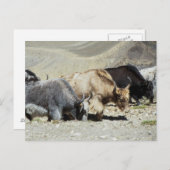 Yaks Postkarte (Vorne/Hinten)