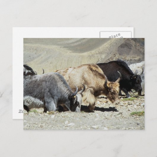 Yaks Postkarte (Vorne/Hinten)