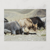 Yaks Postkarte (Vorderseite)
