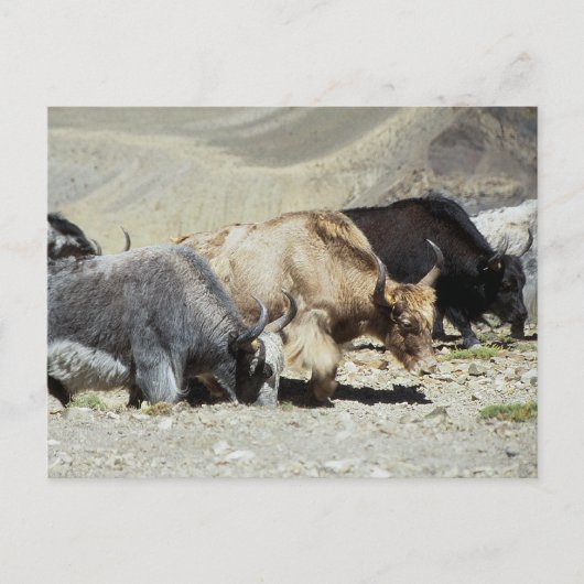 Yaks Postkarte (Vorderseite)