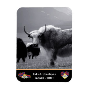 Yaks - The Himalayas - Tibet / Ladakh Trekking Magnet