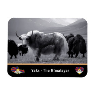 Yaks - The Himalayas & Tibet / Ladakh Trekking yak Magnet