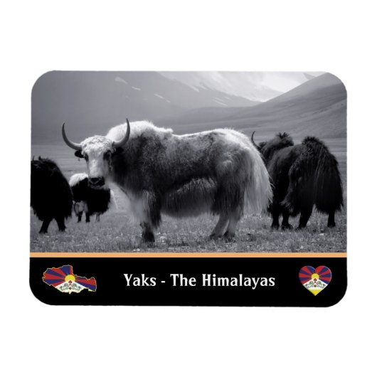 Yaks - The Himalayas & Tibet / Ladakh Trekking yak Magnet (Horizontal)