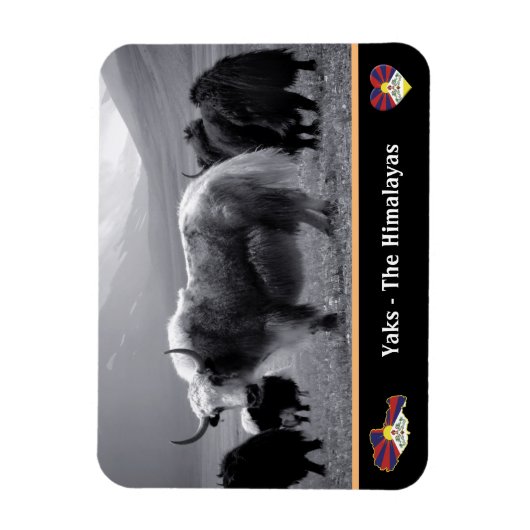 Yaks - The Himalayas & Tibet / Ladakh Trekking yak Magnet (Vertikal)