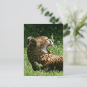 Yakty Yak Postkarte (Stehend Vorderseite)