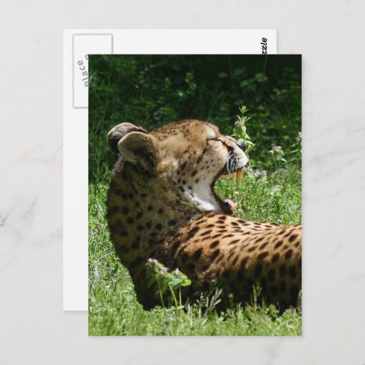 Yakty Yak Postkarte (Vorne/Hinten)