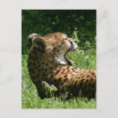 Yakty Yak Postkarte (Vorderseite)