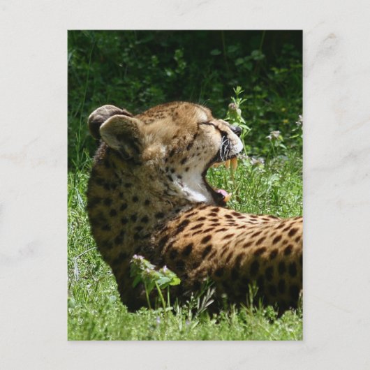 Yakty Yak Postkarte (Vorderseite)