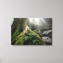 Yakushima-Mooswald 'Atem des Lebens' | Biophil