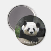 Yang Yang Panda Magnet (Vorderseite/Rückseite)