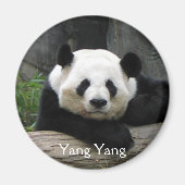Yang Yang Panda Magnet (Vorne)