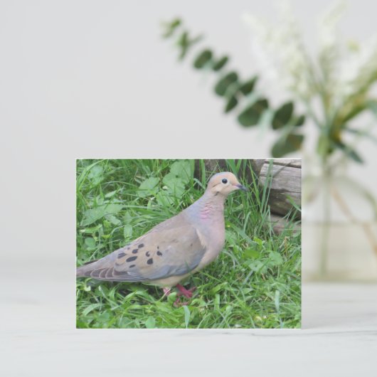 Yard Dove Postkarte (Stehend Vorderseite)