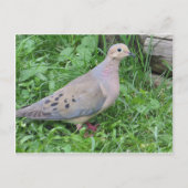 Yard Dove Postkarte (Vorderseite)