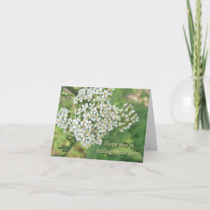 Yarrow (Achillea millefolium) Speedy Erholung Karte