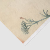 Yarrow Blume Illustration ephemere Seidenpapier (Ausschnitt)